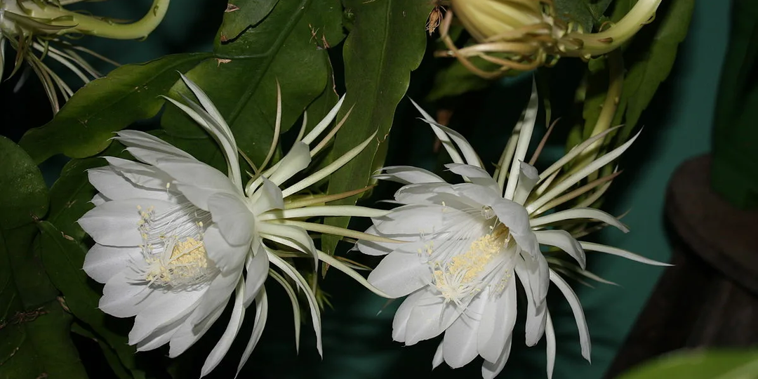 Четыре царицы одной ночи: как разные кактусы изобрели одну стратегию