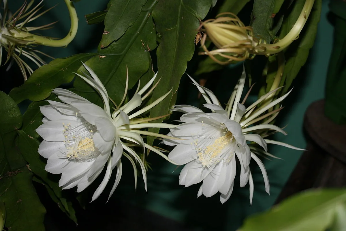 Epiphyllum oxypetalum