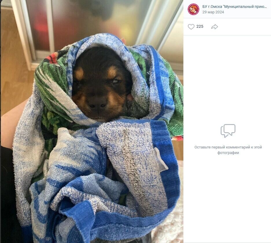     Источник: Скриншот группы муниципального приюта