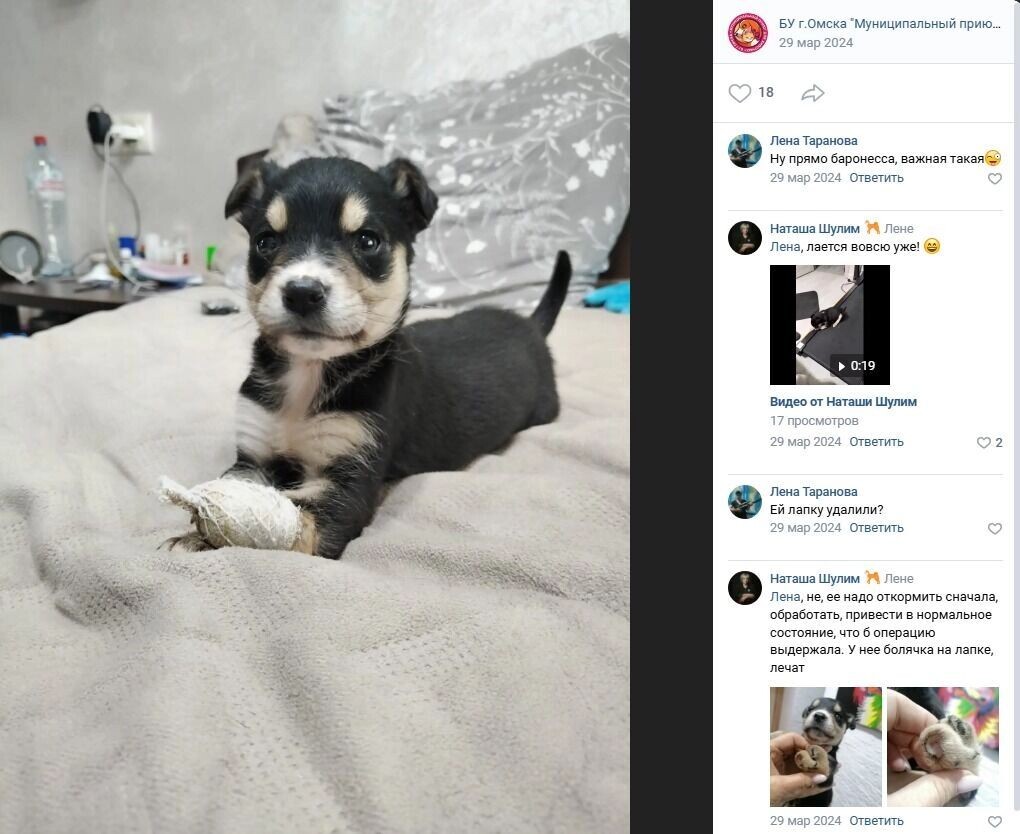     Источник: Скриншот группы муниципального приюта