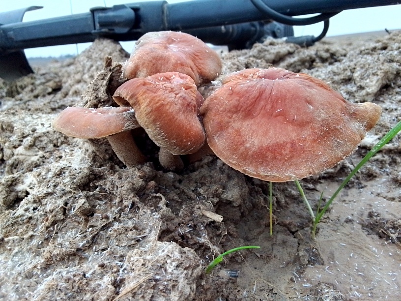 Грибы стеклянные ...