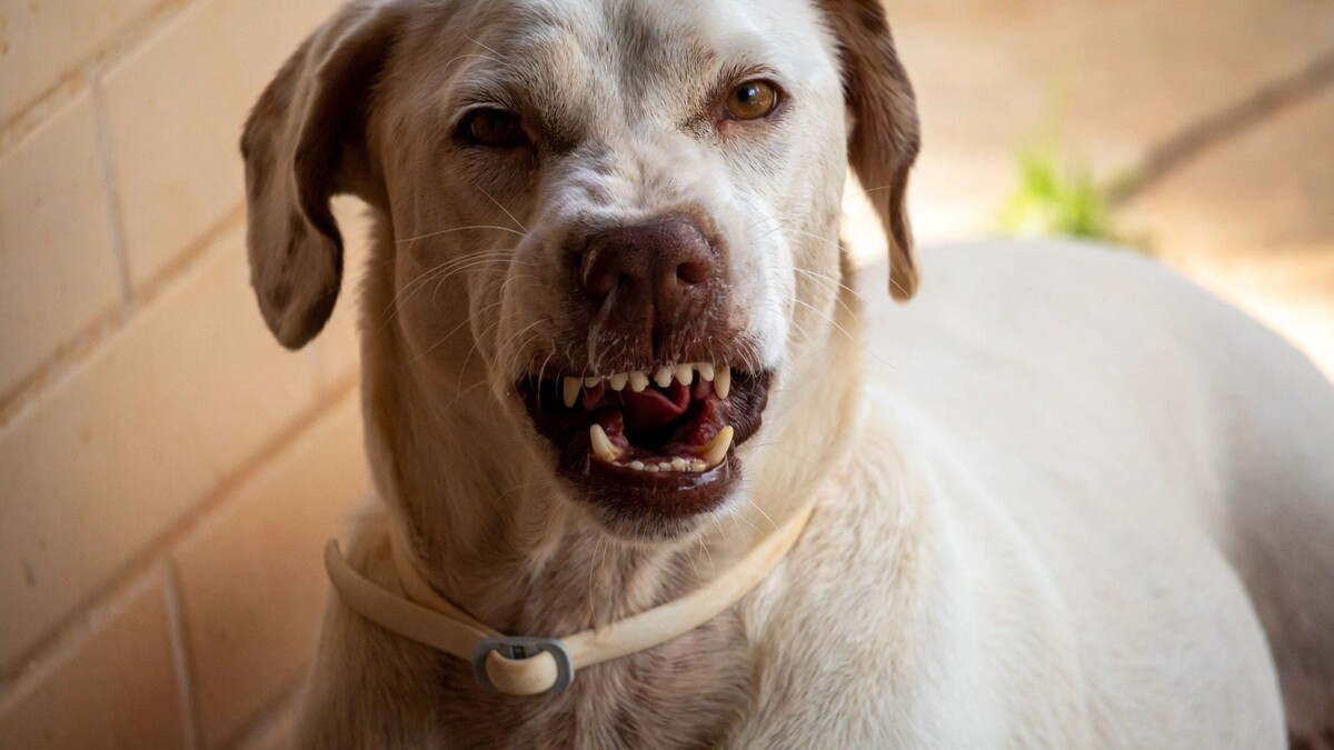    Фото: Mateus Bezerra/Shutterstock/Fotodom