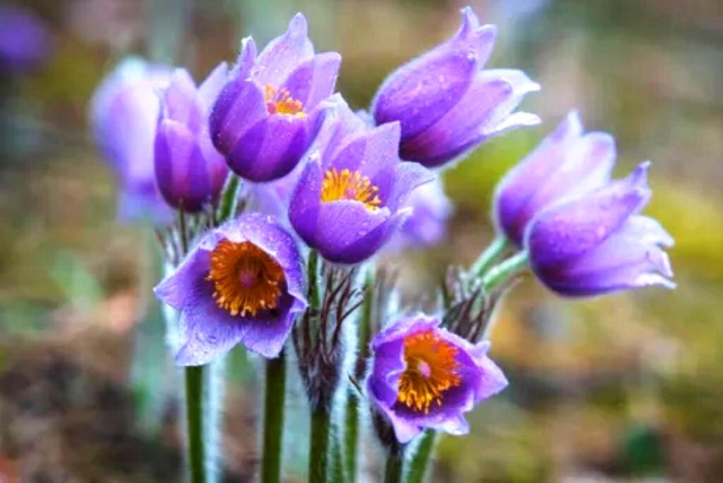 Тоже сон-трава, но сиреневая!