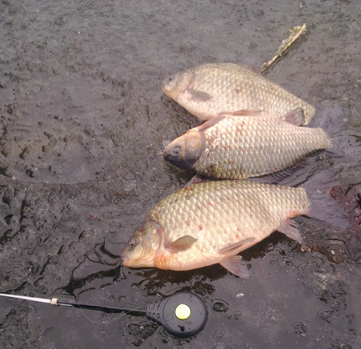 Карась по первому льду: секреты выбора места, игры и прикормки.