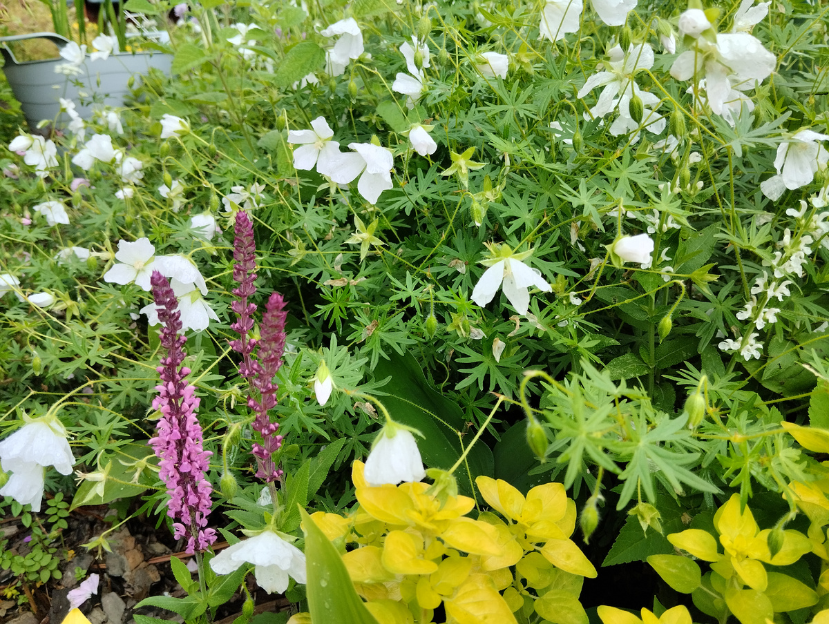 шалфей дубравный 'Apex' Pink, шалфей пышный 'Merleau' White, герань кроваво-красная 'Album', душица обыкновенная 'Gold Nagget'