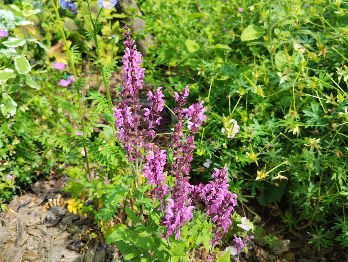 Шалфей 'Apex' Pink