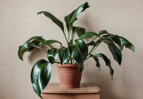 Источник фото shutterstock.com