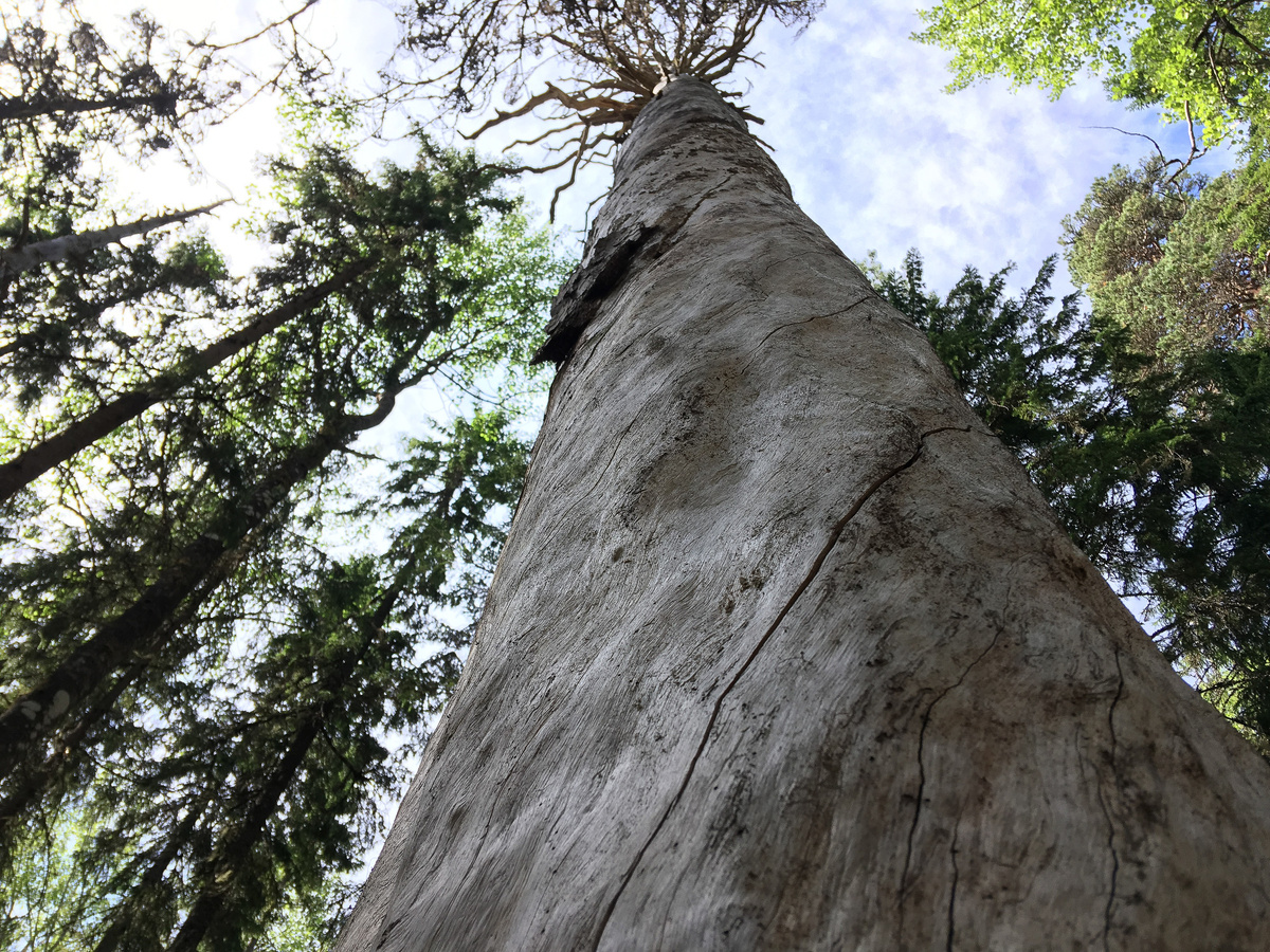Так рождается Кело: дерево отдает кору и ветки, превращаясь в монолит.