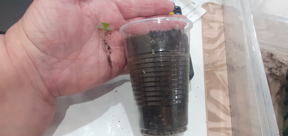 Пикировка петунии 09.12.2025