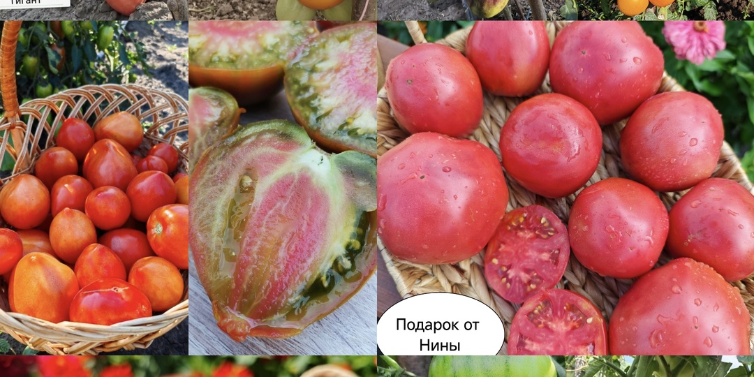 Набор семян томатов "Для начинающих"