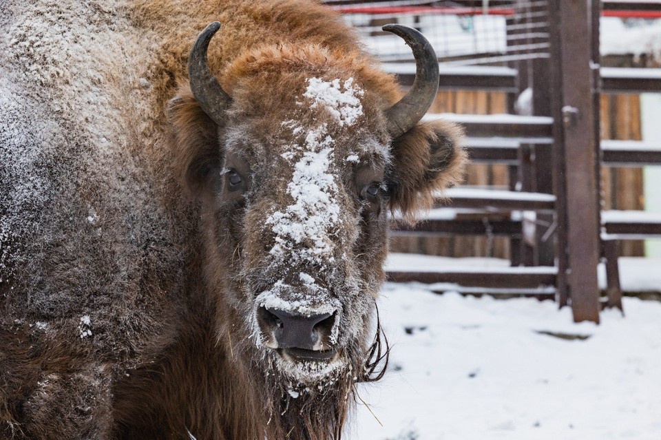    Фото: социальные сети красноярского парка флоры и фауны «Роев ручей»