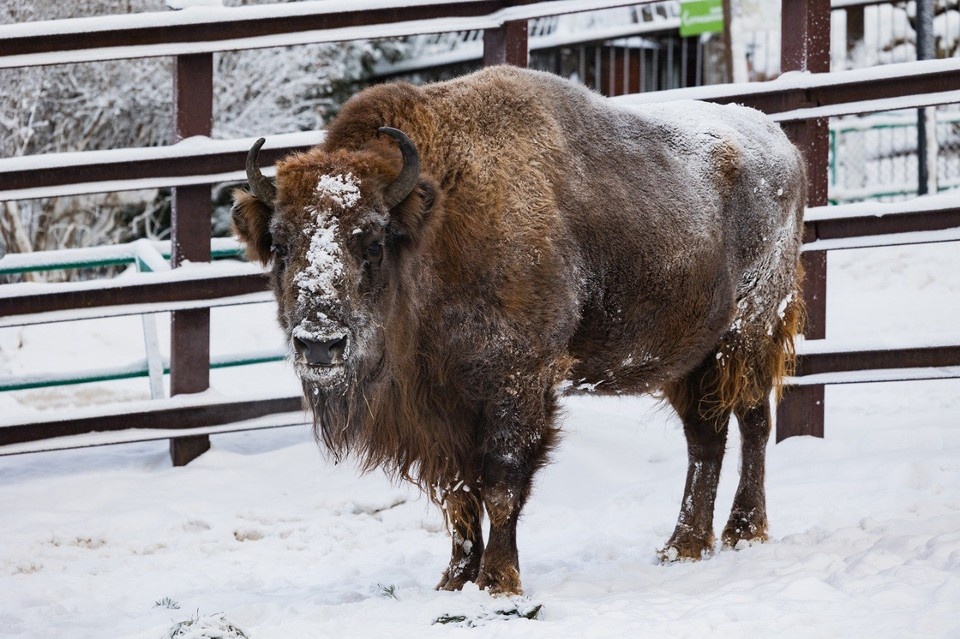    Фото: социальные сети красноярского парка флоры и фауны «Роев ручей»