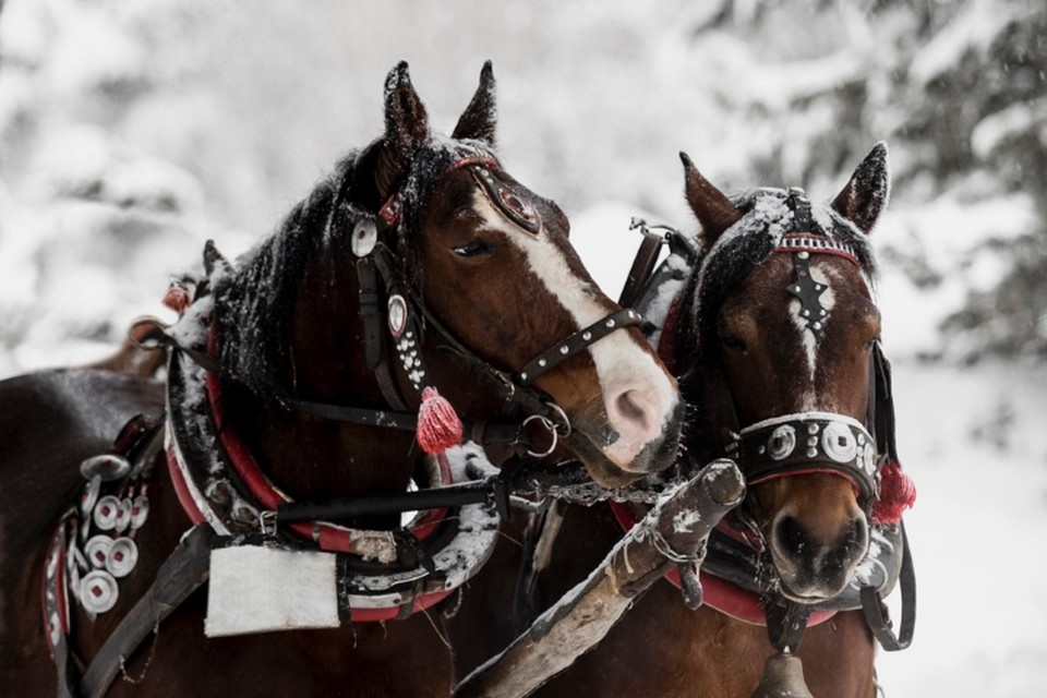    Конь издавна имеет сакральное значение не только в удмуртском, но и в русском фольклоре в принципе. Фото: freepik