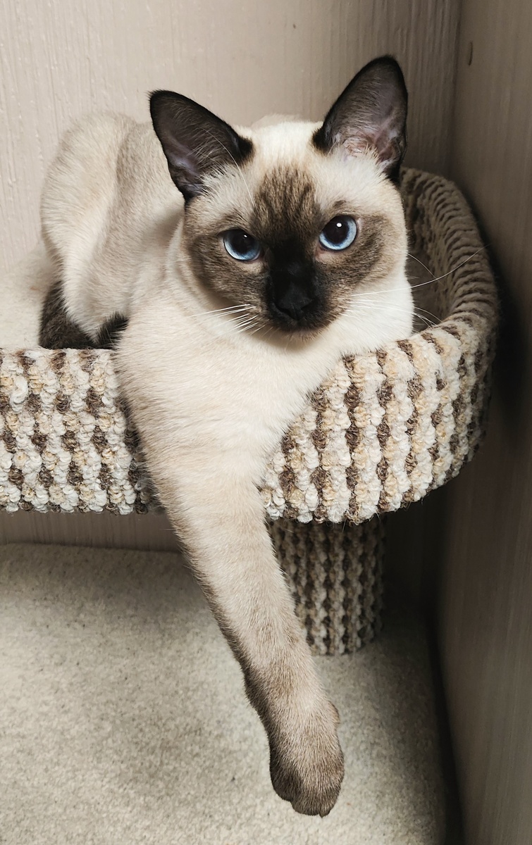 Афина Луняш ждет свою любящую семью