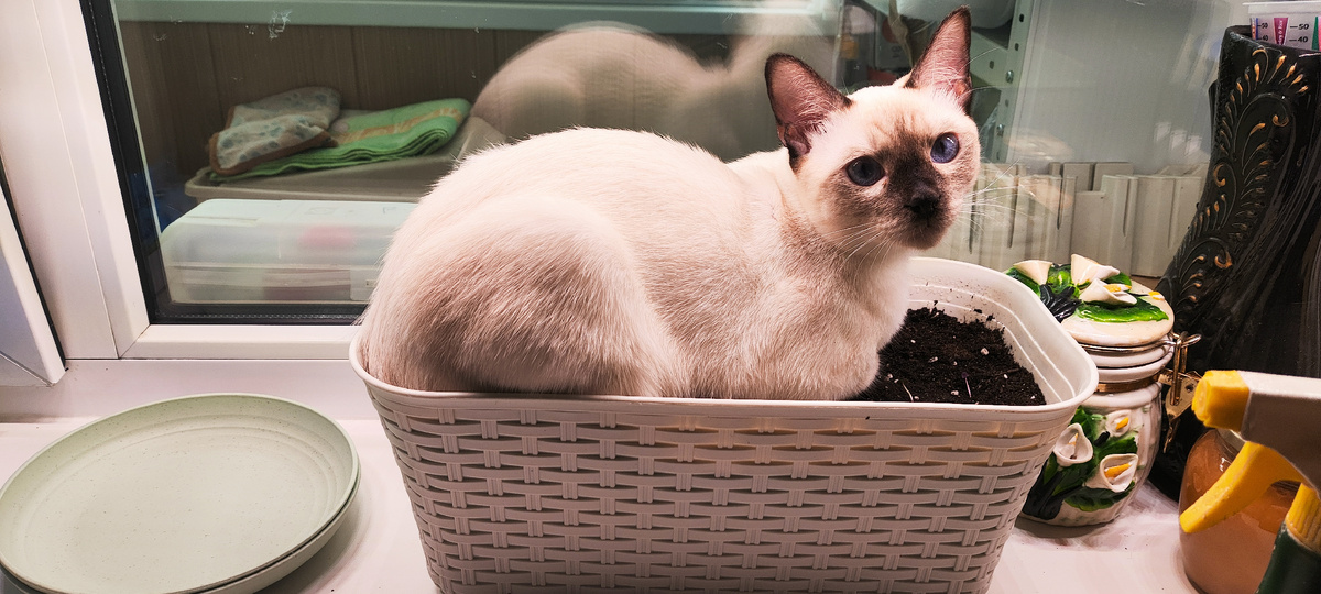 Антей Луняш (Тоша) нашел свою заботливую семью