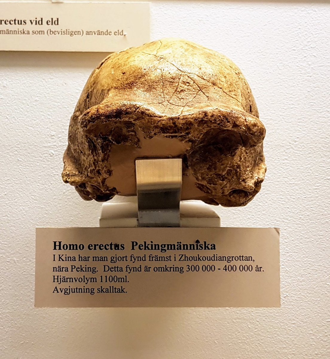 Череп Пекинского человека. Оригиналы исчезли, остались слепки и новые находки.