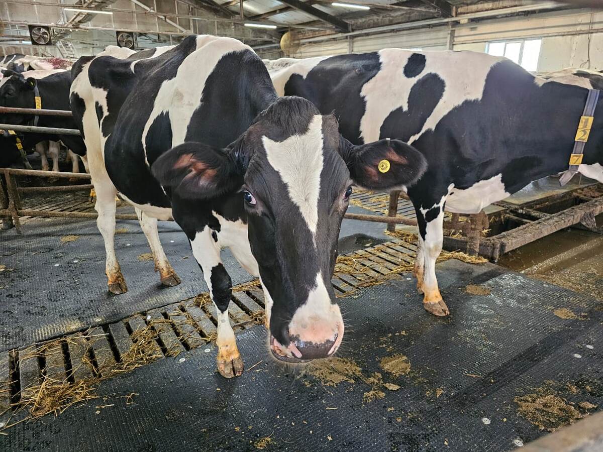 Содержание и комфорт коров