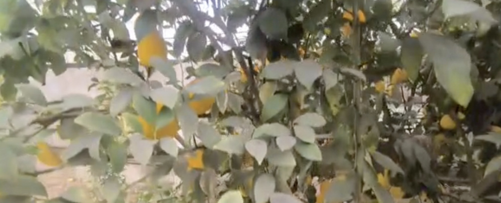    Кадр из видео
