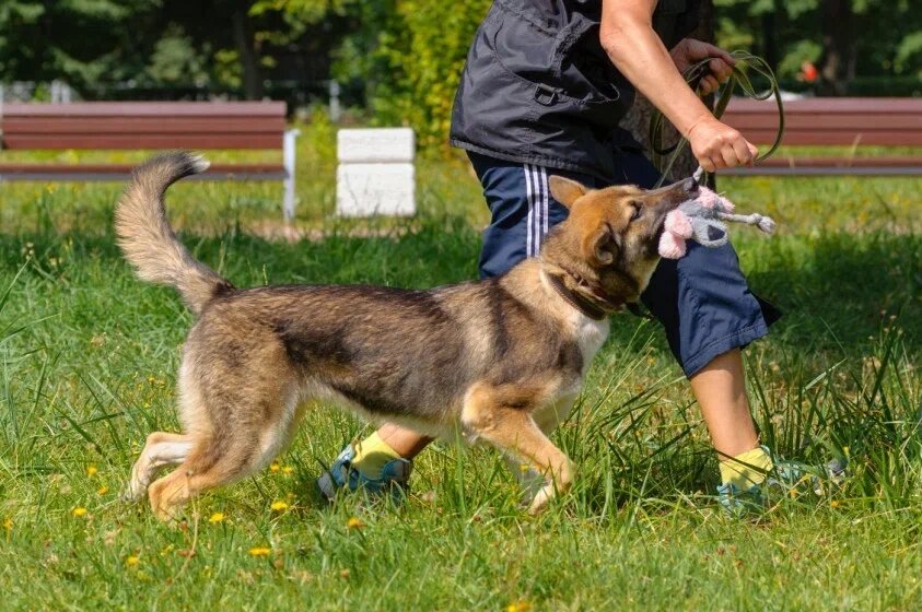 Собака должна спокойно и, главное, с нашего разрешения выходить на прогулку. Сигнал для выхода не открытая дверь, а наша команда «можно».