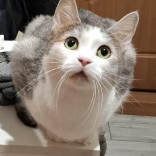 Два кота, много или мало