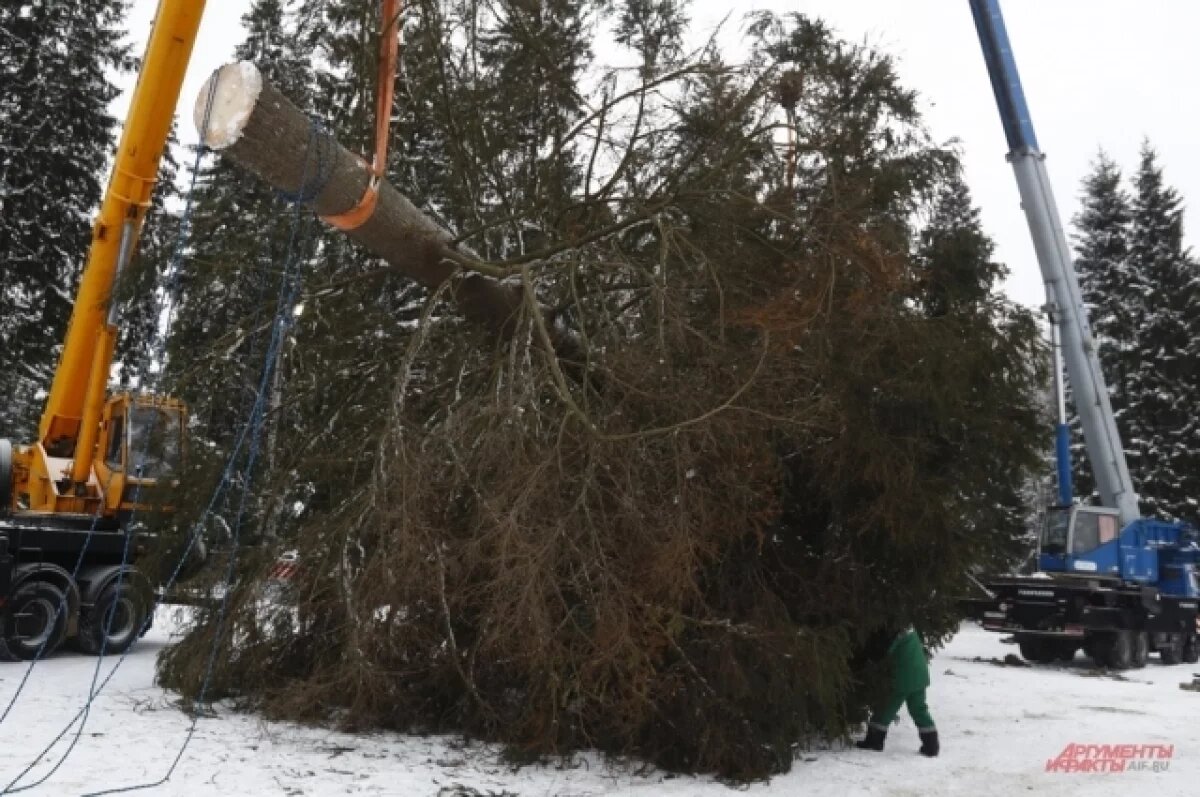    В донских лесах усилили контроль из-за браконьерских вырубок