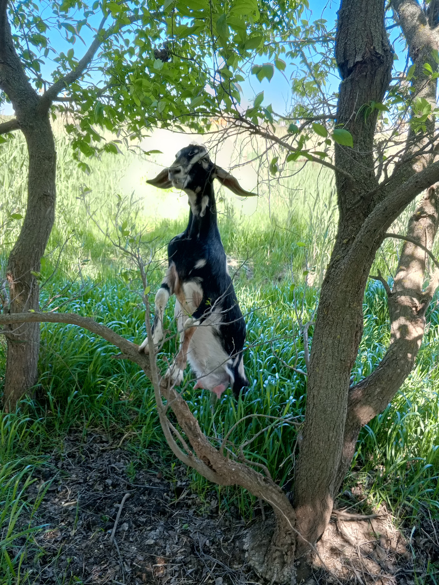 ### Мой путь в козоводстве: от двух козочек до большого стадаКогда я только начинала заниматься сельским хозяйством, всё казалось простым и понятным. Я решила завести козочку, ещё живя в городской квартире. Первый опыт был довольно болезненный, практически сразу появилась и компания для моей девочки. В то время я даже не представляла, во что это выльется. Первые месяцы были полны и радости, и новых открытий, и много было проблем. Я училась ухаживать за животными, изучала их повадки и потребности. После переезда появились первые козлята .Молока хватало на нашу семью, и я была довольна. Но вскоре я поняла , что козы- это любовь на всю жизнь !   Просто варить кашу и пить молоко  оказалось мало , научилась делать сыр, масло, творог и многое другое. Особенно всем понравилась сметана.Эти открытия стали началом моего пути к расширению хозяйства. Я начала экспериментировать с рецептами, пробуя создавать разные виды сыров и масла.Вскоре я  поняла, что двух козочек уже недостаточно. Так, шаг за шагом, я начала увеличивать своё стадо. Сначала это были четыре козы, потом восемь ,а через три года у меня уже целое стадо.  Сегодня я горжусь своим хозяйством. У меня есть не только козы, но и другие животные, которые помогают мне создавать разнообразные продукты. Я продолжаю учиться и развиваться, пробуя новые рецепты и технологии. Мой опыт показывает, что даже с малого можно начать большой путь. Главное — верить в свои силы и не бояться экспериментировать. Козоводство — это не только труд, но и огромное удовольствие, которое приносит радость и удовлетворение.