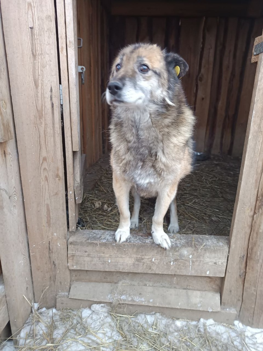 Эитель приюта Ананда. Старичок Лапушок