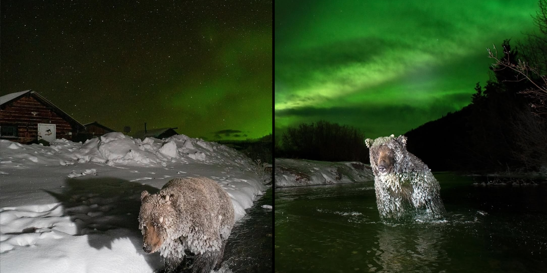 Это не шатуны! Медведи, которые не входят в спячку по своей воле. Почему они это делают?