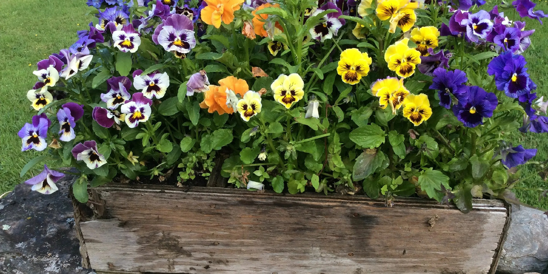 Великолепные двулетники и нюансы их выращивания