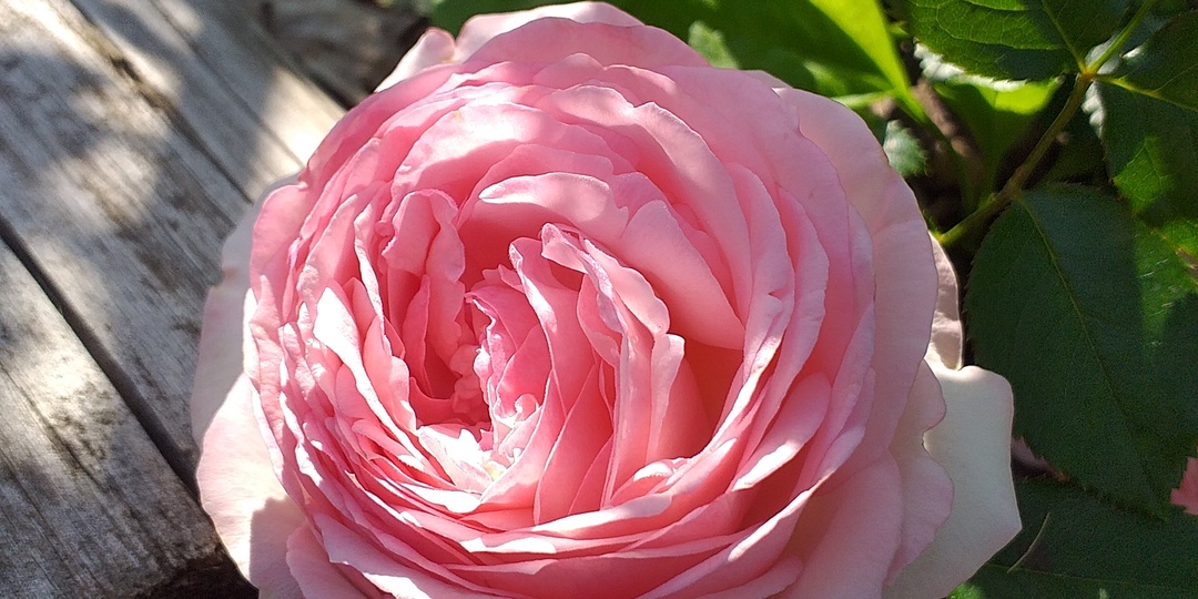 КАКАЯ ВЫ РОЗА?.. Не стесняйтесь)