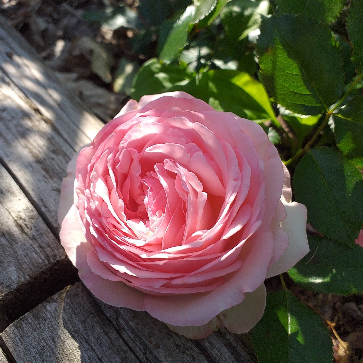 фото автора, плетистая роза Пьер де Ронсар