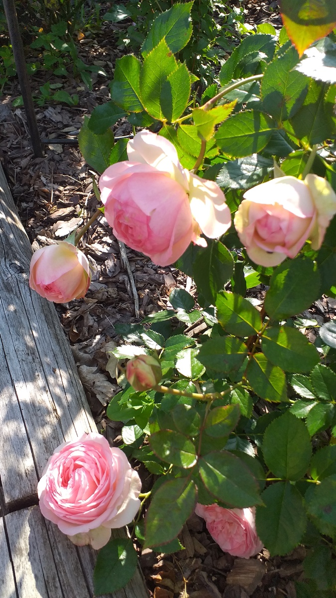 фото автора, плетистная роза Пьер де Ронсар