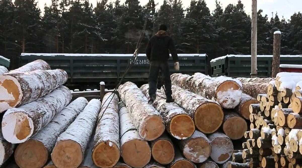 От дерева до дома: что нужно знать о производстве оцилиндрованного бревна