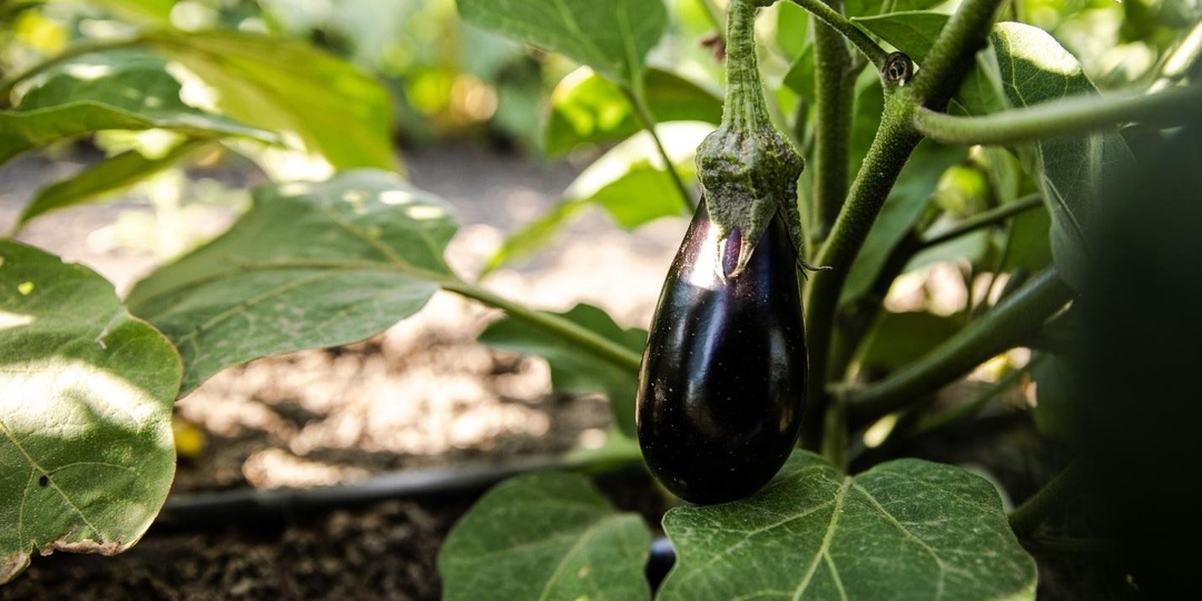 Авокадо за 300 рублей уходит в прошлое, россияне все больше обращаются к отечественным продуктам. Почему это хорошо?