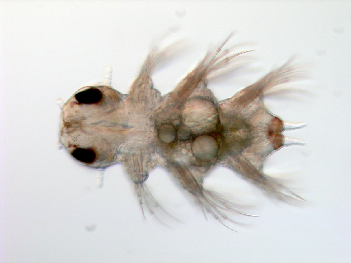 Поздняя трехсегментная личинка Alitta virens — нектохета, прижизненная микрофотография (передний конец тела слева). Источник: Виталий Козин