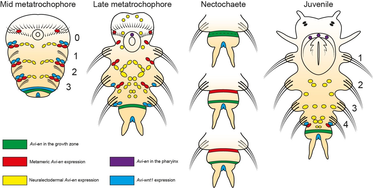 Схемы активности генов engrailed и wnt1 на разных стадиях развития нереиса Alitta virens. Источник: Kairov and Kozin / Evolution and Development, 2025