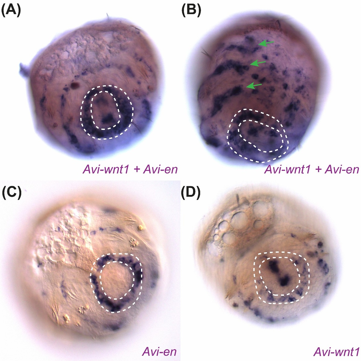 Зоны активности генов engrailed и wnt1 у нереиса Alitta virens на личиночной стадии. Источник: Kairov and Kozin / Evolution and Development, 2025