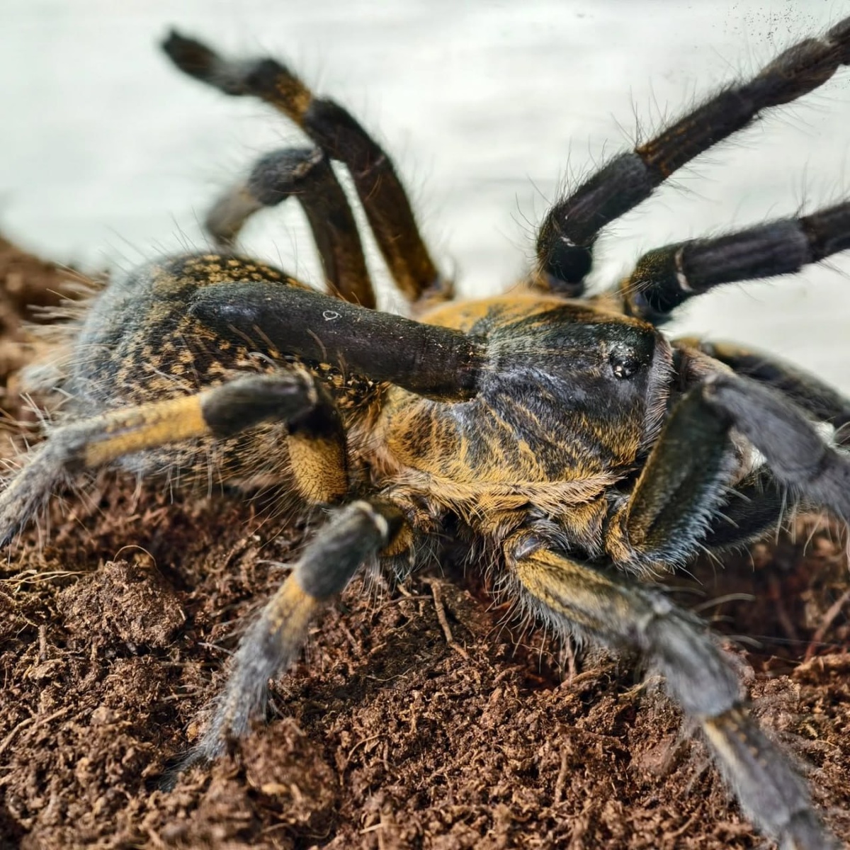 Ceratogyrus attonitifer остается «единорогом» мира птицеедов