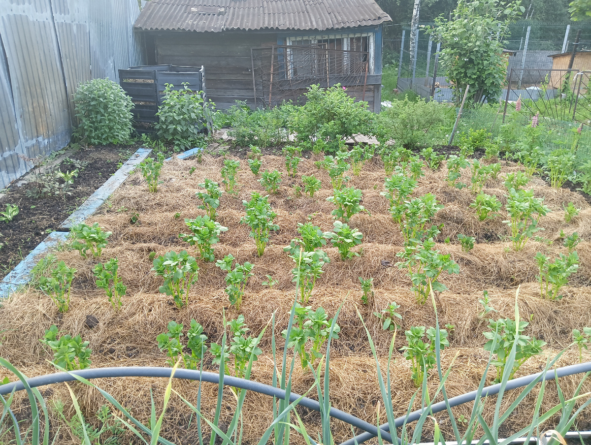 Начало июня 2024 года