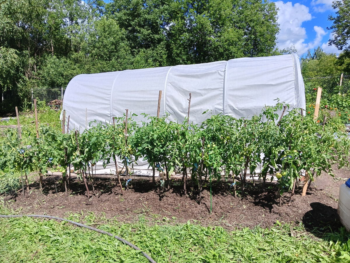 В июле здесь росли томаты