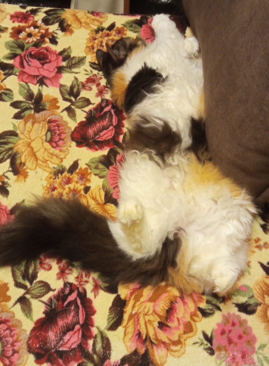 Катя дрыхнет на диване