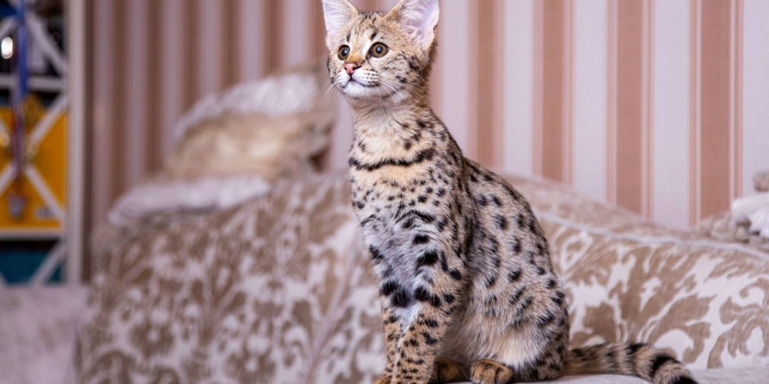 Самые дорогие кошки в мире