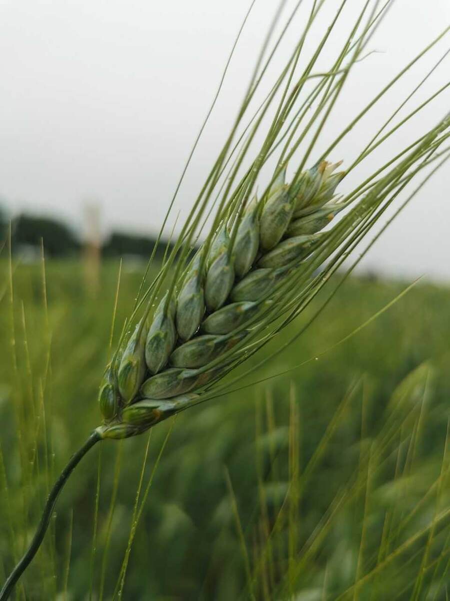 Колосок твёрдой пшеницы селекции «Агролига Семена»