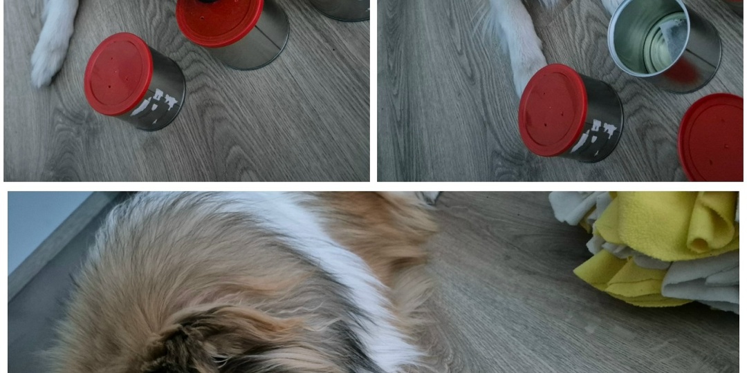 Чем можно заняться с колли? Общесобачьи навыки.