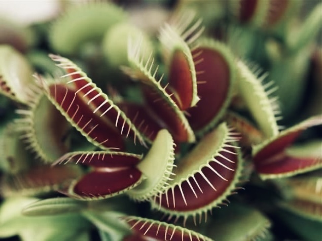 Венерина мухоловка