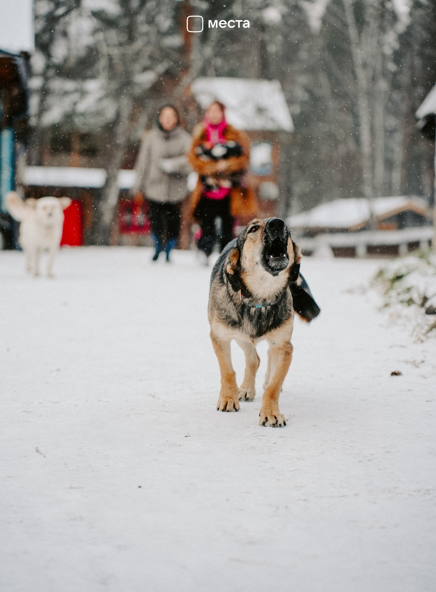 Так же гавкали, пока экскурсию выбирали