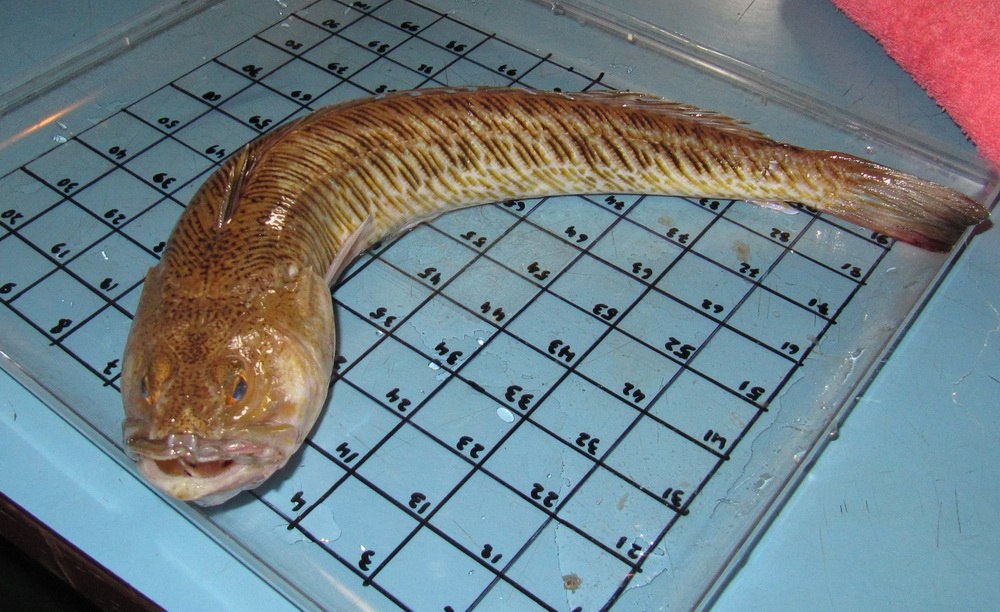 Фото: Морской дракончик/Фото Сергея Царина