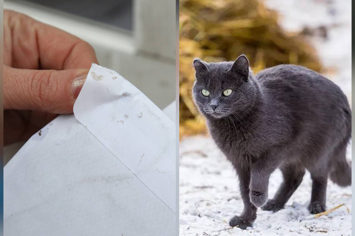    Коллаж VN.ru, видео пресс-службы ГУ МВД России по Новосибирской области