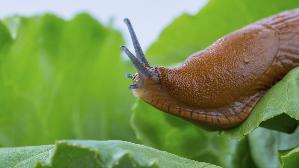 Результат неправильного мульчирования - слизни и гниль уничтожают урожай