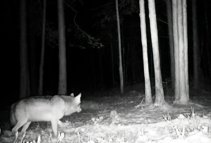 фото: t.me/kazdoytvaripopare